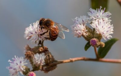 Agroécologie et biodiversité : un lien indéniable !