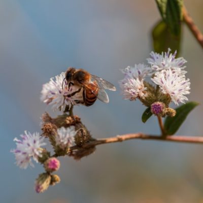 Les Amanins - biodiversité et agroécologie