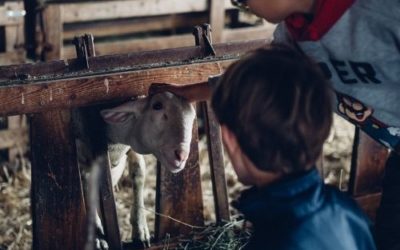 Agroécologie : la place de l’animal