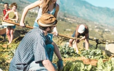 Agroécologie : ancrage territorial et mise en réseau