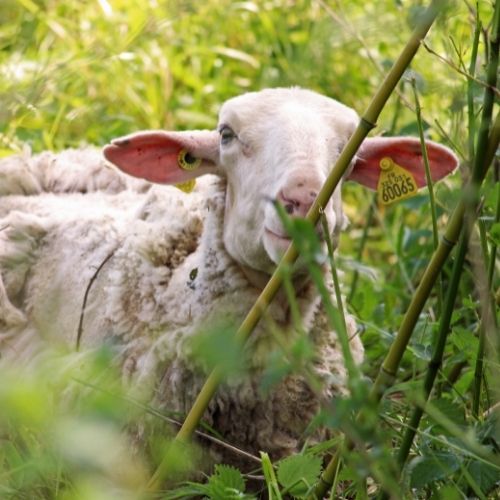Élevage : la transition est dans le pré