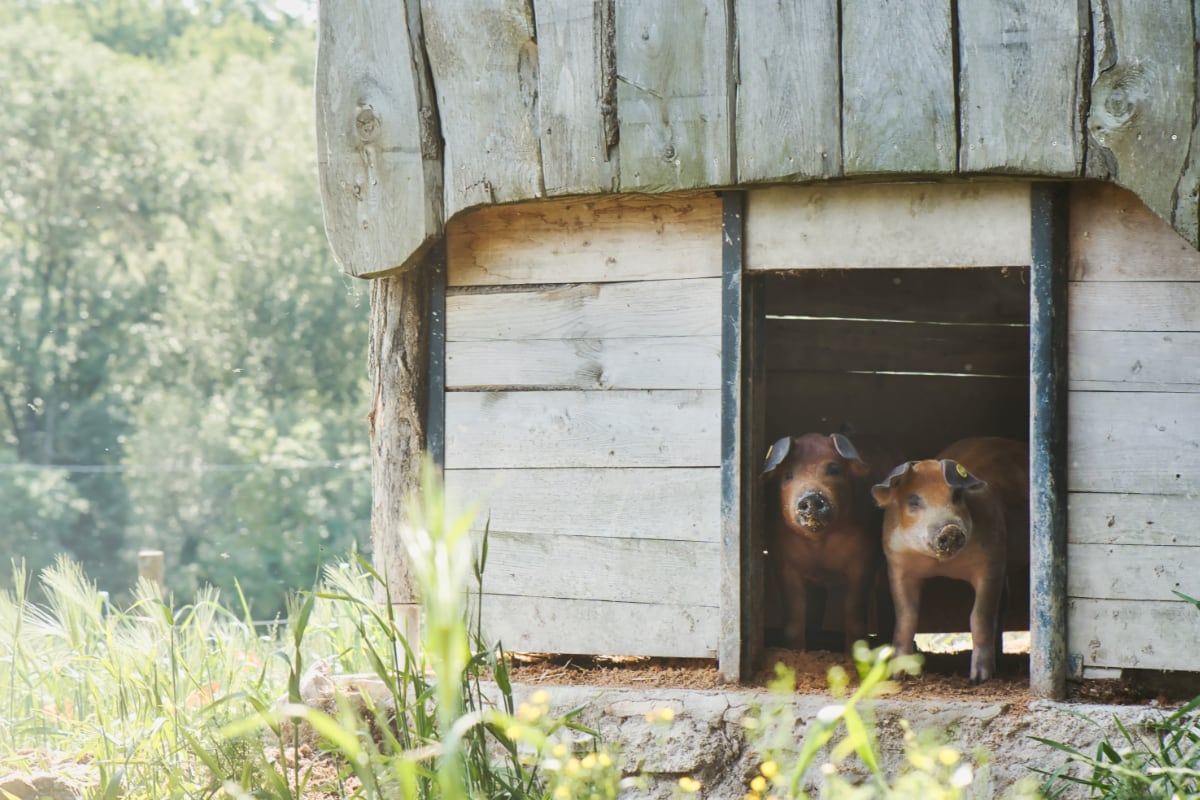 Amanins - activités de la ferme : les cochons