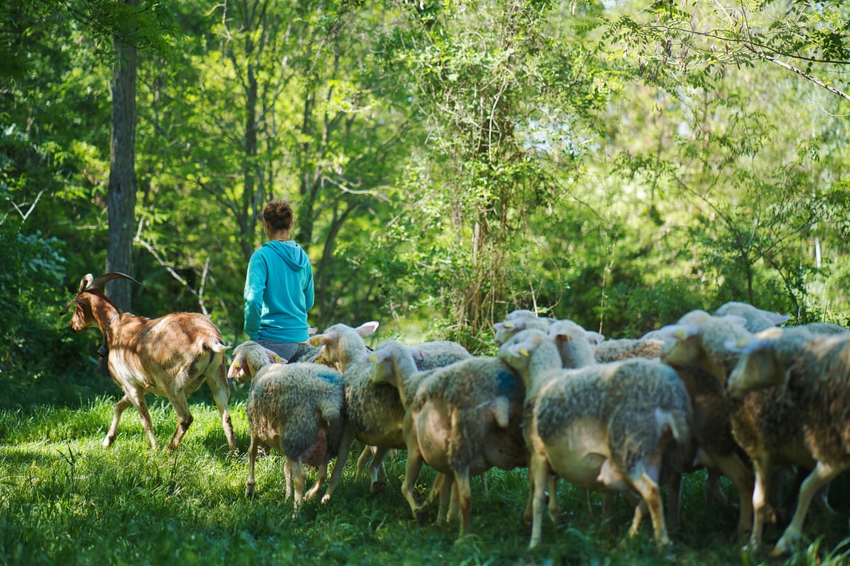 Amanins - activités de la ferme : le troupeau de brebis