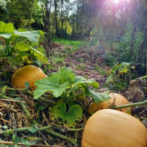 Les Amanins - vacances automne Toussaint - courges