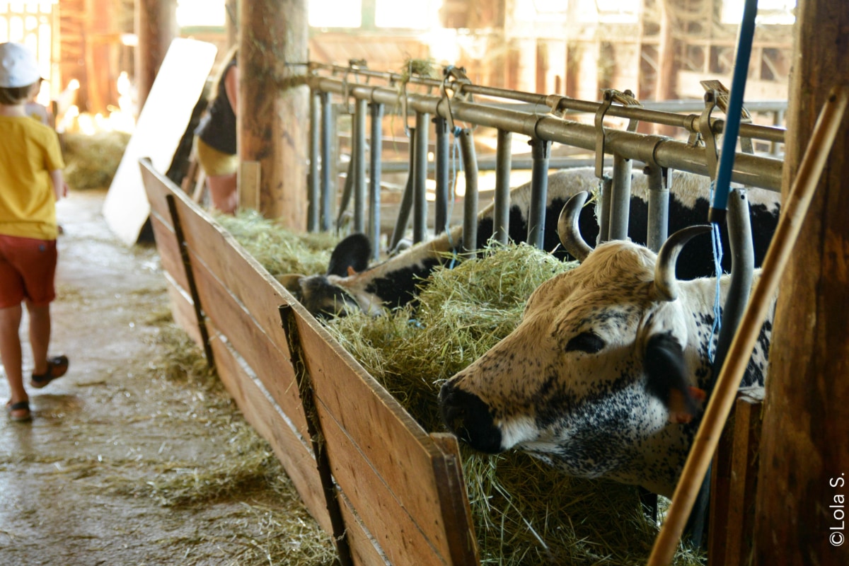 Les Amanins - Séjours à la ferme - Vaches dans l'étable