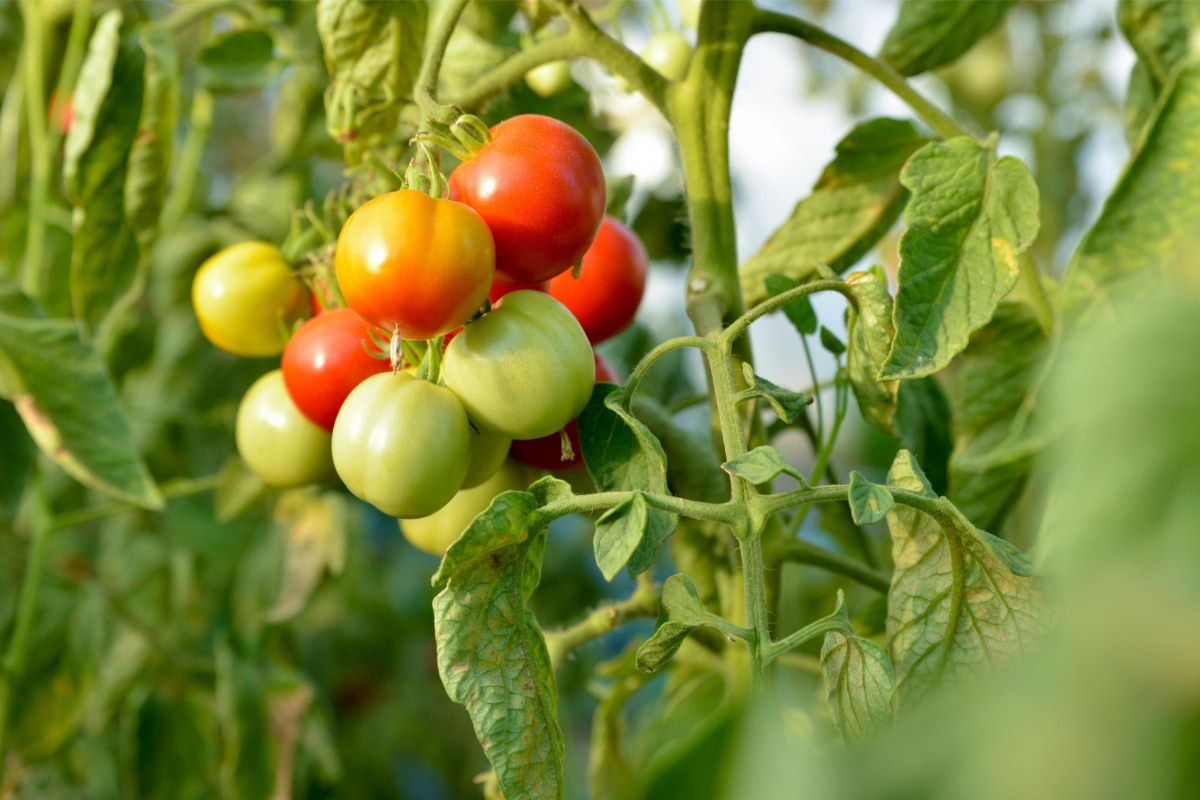 Les Amanins - Organiser stages et formations - Tomates © Lola S.