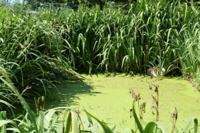 Phytoépuration - Réduction des déchets