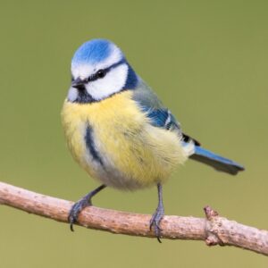 Comptage national des oiseaux des jardins - Mésange bleue