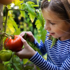 Cueillette des tomates - Séjour été au cœur de la ferme avec Bayard Jeunesse