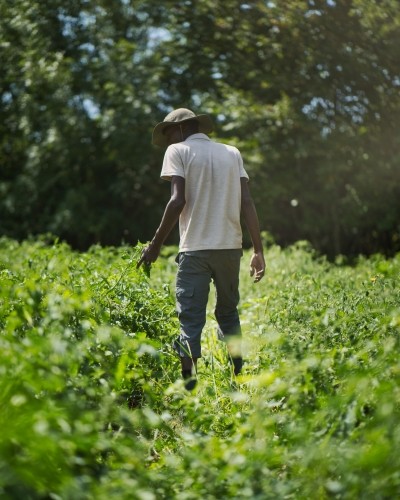amanins-maraichage-agroecologie-champ Maraîchage en agroécologie aux Amanins