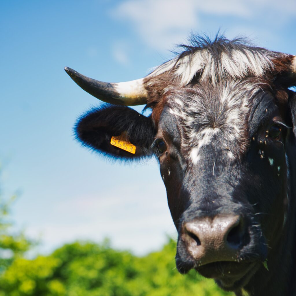Vache à la ferme des Amanins