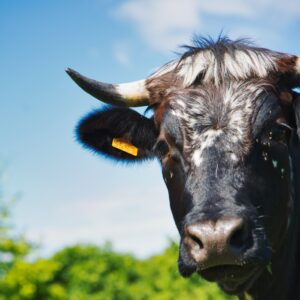 Vache à la ferme des Amanins