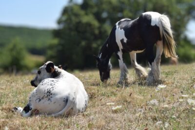 Cheval et veau au pré en pleine nature à la ferme des Amanins