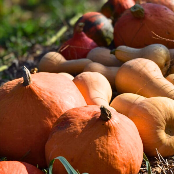 Courges dans le potager des Amanins