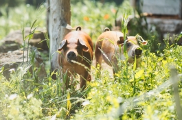 Deux cochons à la ferme des Amanins