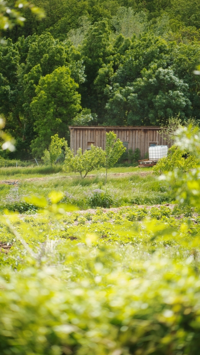 Parcelles maraîchères et poulailler aux Amanins