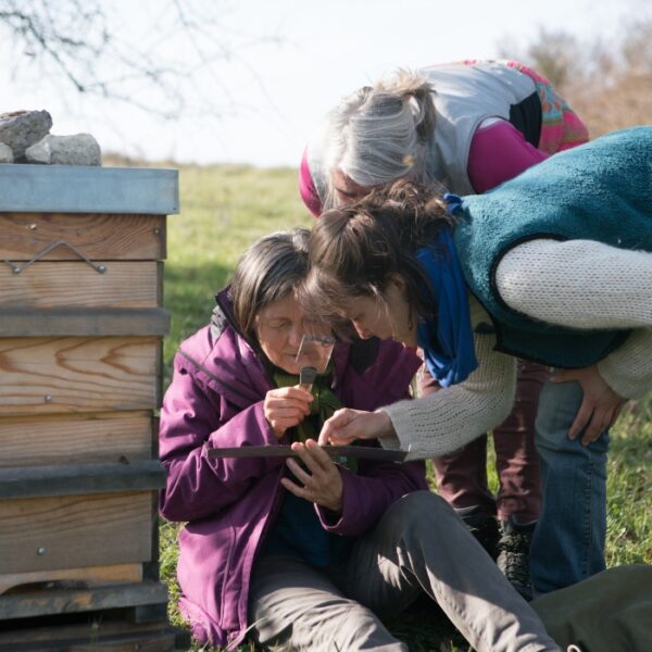 Apiculture sensible, avec l'Abeille qui Relie, au rucher pédagogique des Amanins