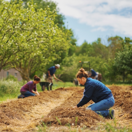 Stage découverte - Débuter son potager agroécologique - sur les parcelles maraîchères