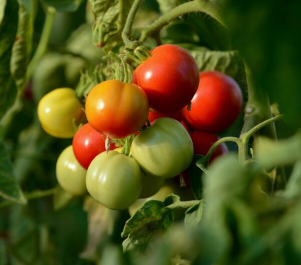 Stage découverte - Débuter son potager agroécologique - plant de tomate