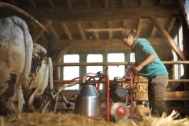 Traite des vaches à la ferme des Amanins