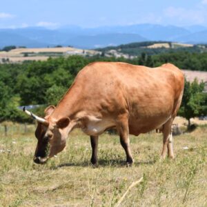 Vache jersiaise broutant l'herbre du pré avec montagne Vercors et une ferme en arrière plan